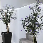 Anemela Lux Apartament